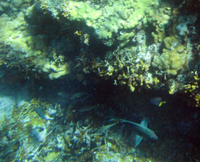 Коралловый риф со стороны Карибского моря.