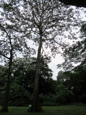 Каморуко (Sterculia apetala (Sterculiaceae)) в ботаническом саду г. Валенсия.