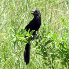 Гаррапатеро (Crotophaga aní).