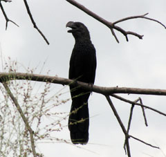 Гаррапатеро (Crotophaga aní).