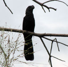 Гаррапатеро (Crotophaga aní).