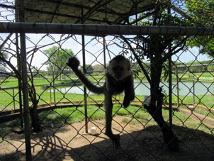 Обезьянка в парке Федерации просовывает голову сквозь решётку, но не вылезает.
