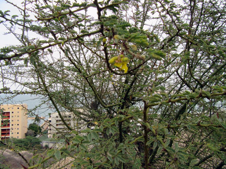 Ещё раз сфотографировал куст, который к сезону дождей выпускает цветы и листья.