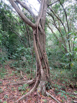 Меня продолжают удивлять корни тропических деревьев.