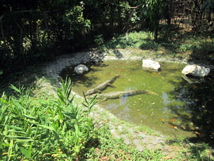 Водоёмчик с кайманами (аллигаторами).