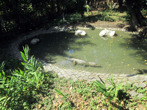 Водоёмчик с кайманами (аллигаторами).