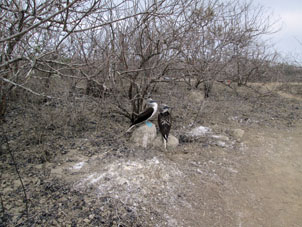 Пара голуболапых чаек.