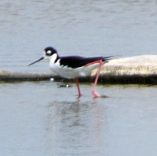 Кулик в лимане.