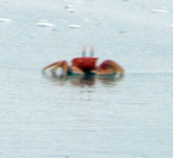Песчаный краб в морской воде.