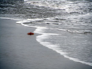 Песчаный краб в морской воде.