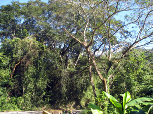 Долина реки освоена в сельскохозяйственном отношении, но вдоль реки стоят старые деревья, поросшие лианами и эпифитами.