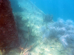 Рыба на нижней палубе.