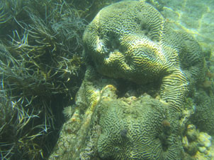 Затонувший корабль становится частью моря.
