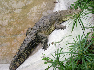Прибрежный кайман (Crocodylus acutus) способен жить в солёной воде, для чего под языком у него есть выделительная железа, позволяющая ему сохранять ионный баланс. Питается мелкими млекопитающими, водными птицами, черепахами.