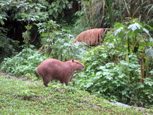 Чигуире (Hydrochaeris hyadrochaeris) самый большой грызун в мире. Венесуэльские индейцы называют его Капибара, Карпинчо, Пиропиро, Паруэнья, Парави, Капиа, Аракташиши, Тотохбаба. В колониальную эпоху его мясом заменяли мясо сельскохозяйственных животных во время предпасхального поста (Святой недели). Сейчас этот вид находится под охраной. Обитает в мангровых и речных затопляемых лесах северной части Южной Америки.