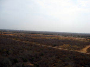 Кустарниковая растительность вокруг аэродрома.
