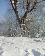 Orilla izquierda del río Enisey.