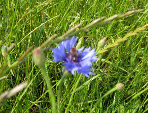 Flor azulejo (Centaurea Cyanus) ya es muy rara en Moscú. 