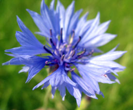 Flor azulejo (Centaurea Cyanus) ya es muy rara en Moscú.