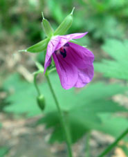 Una flor en el bosque.