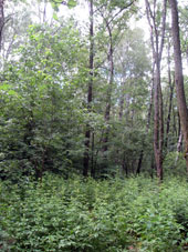 Bosque mezclado.
