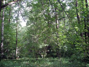 Bosque mezclado.