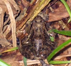 Rana en el bosque.