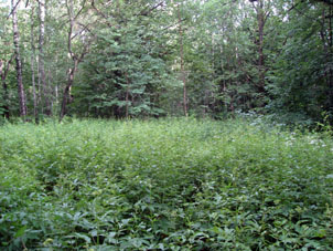 Claro en el bosque.