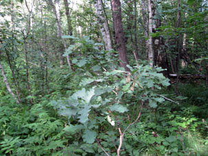 Bosque mezclado.