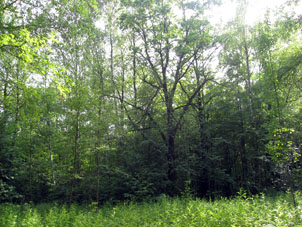 Roble de cantidad bastante de los años.