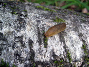Caracol sin concha.