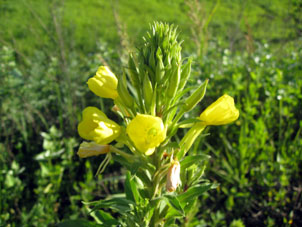 Una flor en margen del bosque.