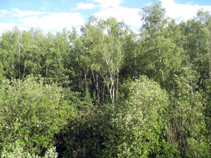 Bosque mezclado (pino y abedules).