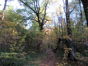 Un sendero en el bosque cerca de mi casa en octubre.