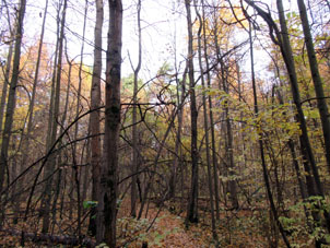 Bosque foliado en la segunda mitad del octubre de 2018.