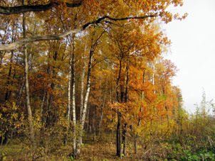 Bosque foliado en la segunda mitad del octubre de 2018.