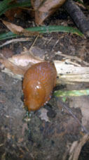 Caracol sin concha.