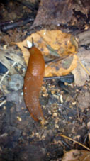 Caracol sin concha.