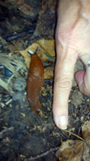 Caracol sin concha.