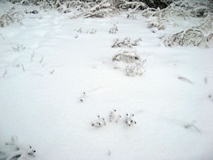 A veces en un invierno, ocurre tiempo tibio, luego llega frío y el agua de la nieve fundida se congela nuevamente formando así un especie de capa de hielo sobre árboles, caminos y las otras superficies.