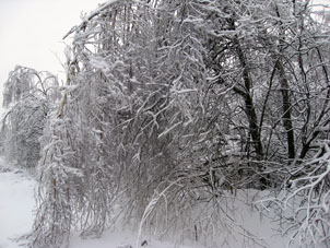 A veces en un invierno, ocurre tiempo tibio, luego llega frío y el agua de la nieve fundida se congela nuevamente formando así un especie de capa de hielo sobre árboles, caminos y las otras superficies.