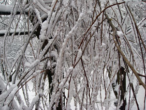 La nieve nueva cubre tal corteza de hielo sobre los árboles en Schérbinka en la ciudad de Moscú.