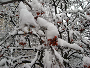 La nieve nueva cubre tal corteza de hielo sobre los árboles en Schérbinka en la ciudad de Moscú.