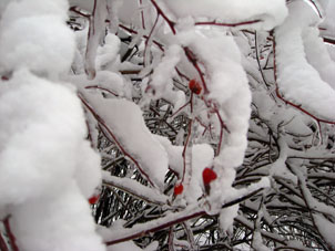 La nieve nueva cubre tal corteza de hielo sobre los árboles en Schérbinka en la ciudad de Moscú.