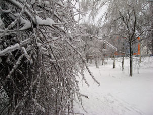 La nieve nueva cubre tal corteza de hielo sobre los árboles en Schérbinka en la ciudad de Moscú.