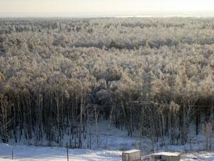 Bosque bajo de recien nieve. Vista desde mi apartamento.