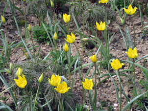 Como se llaman estas flores de la primavera, no sé.