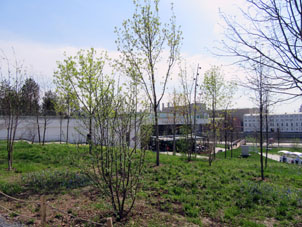 En la primavera, las hojas de los árboles foliados solo salen.