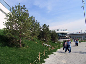 Pinos en el parque.