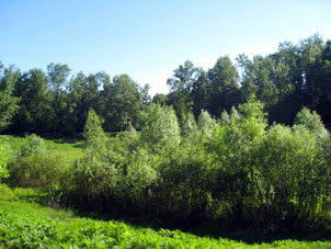 Estanque en el parque forestal Kuskovo en Moscú en verano.